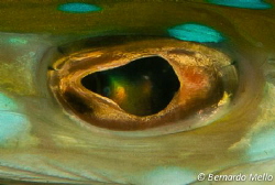 The magic eye of a red cornetfish!!! by Bernardo Mello 